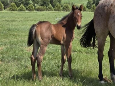 Top Gun Merlin JW<BR>AQHA PENDING